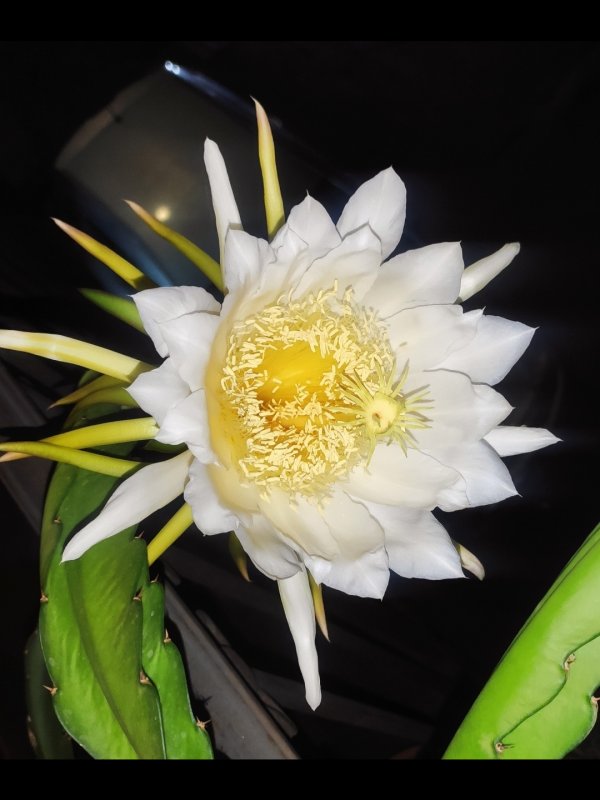 Hylocereus undatus 