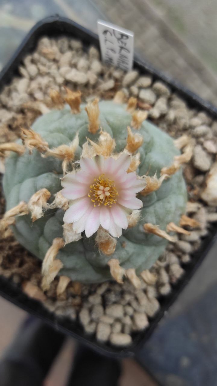 Lophophora williamsii 