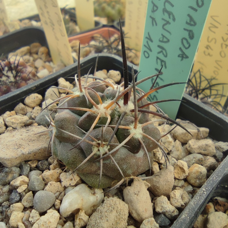 copiapoa vallenarensis