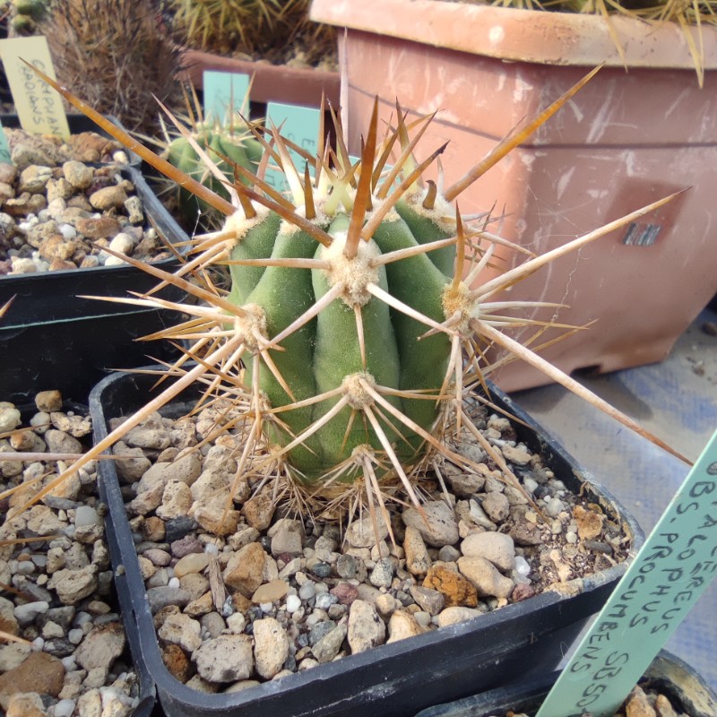 Echinopsis chiloensis FM 123