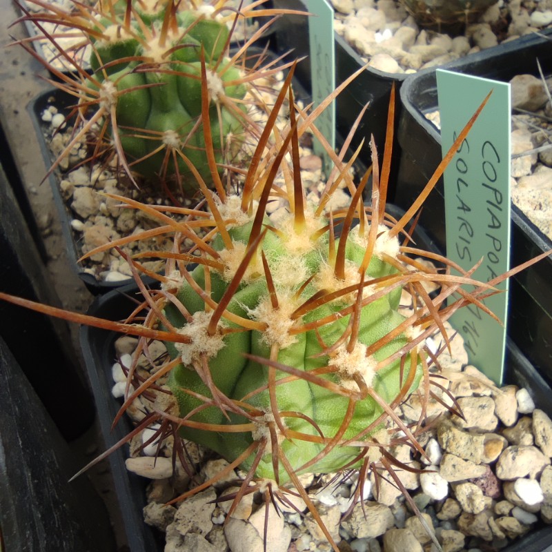Copiapoa solaris FM 162