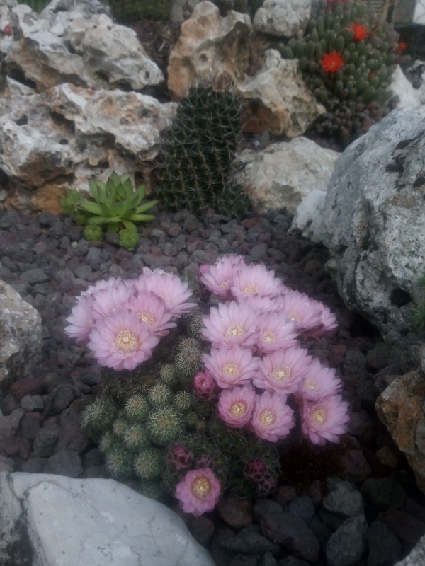 Gymnocalycium bruchii 