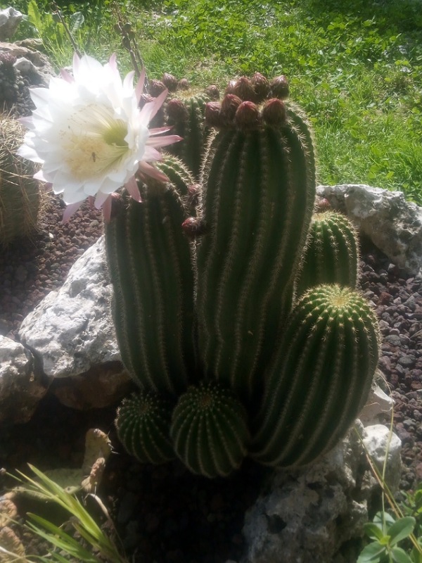 Trichocereus schickendantzii 
