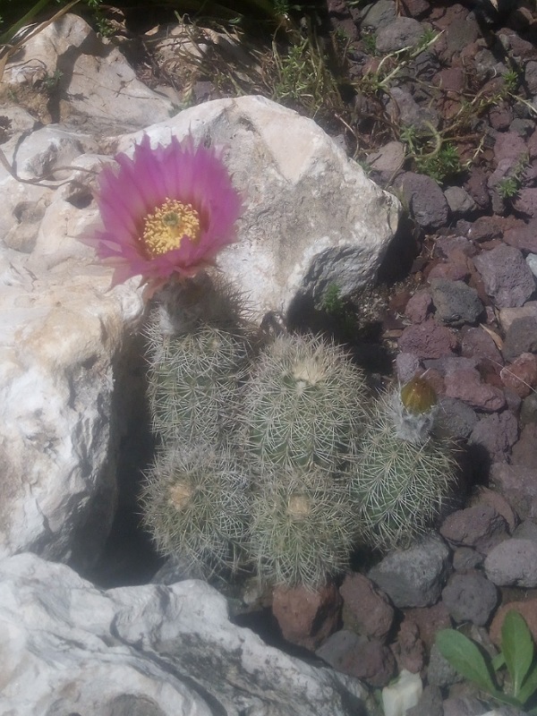 Echinocereus reichenbachii v. albispinus 