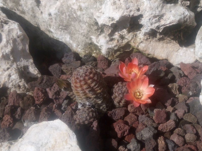 Rebutia pygmaea 