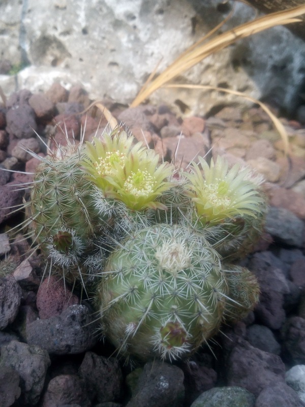 Echinocereus viridiflorus 