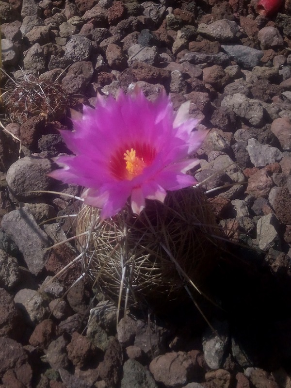 Thelocactus bicolor 