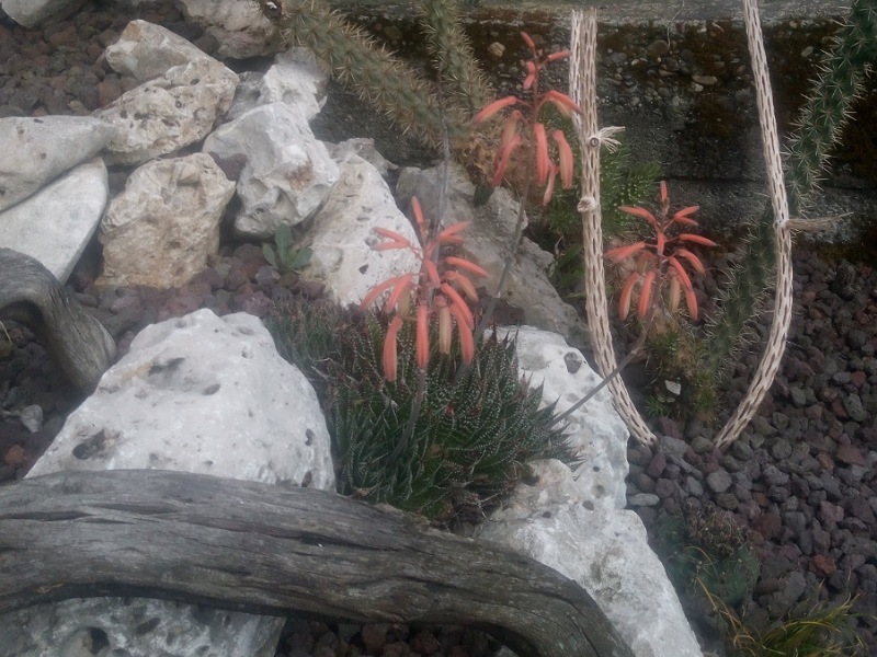 Aloe aristata 