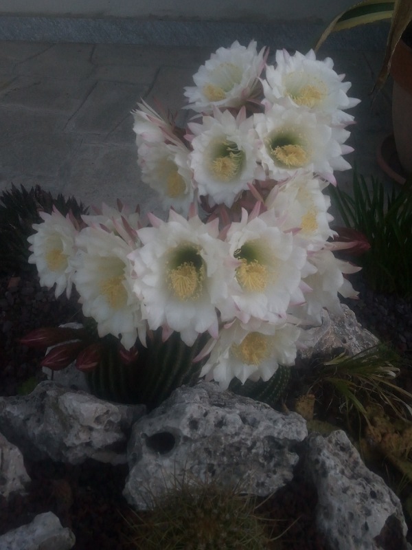 Trichocereus schickendantzii 