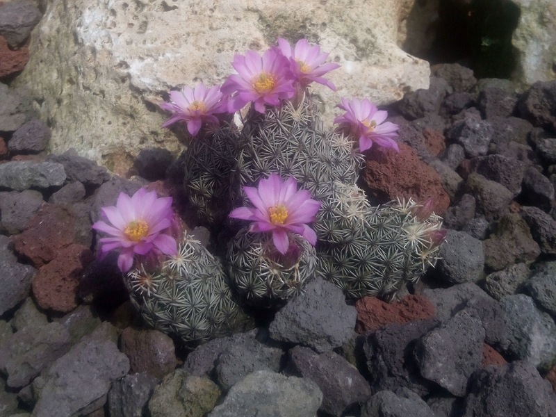 Escobaria minima SB 423
