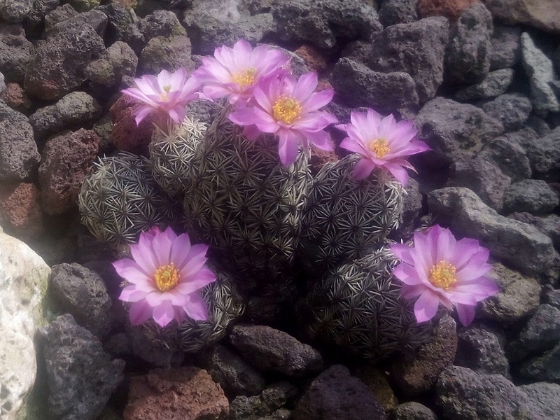 Escobaria minima SB 423