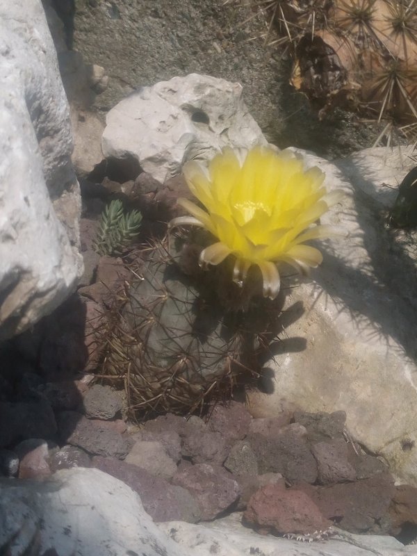 Acanthocalycium glaucum 