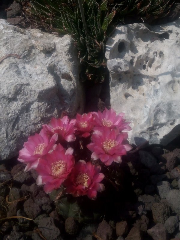 Gymnocalycium baldianum 