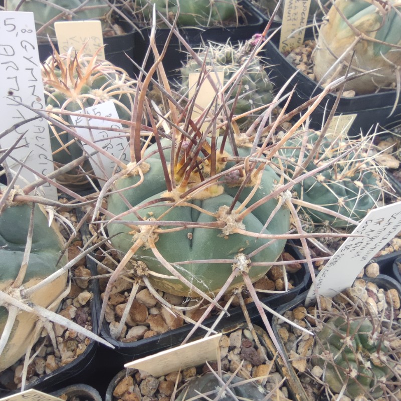 Gymnocalycium armatum 
