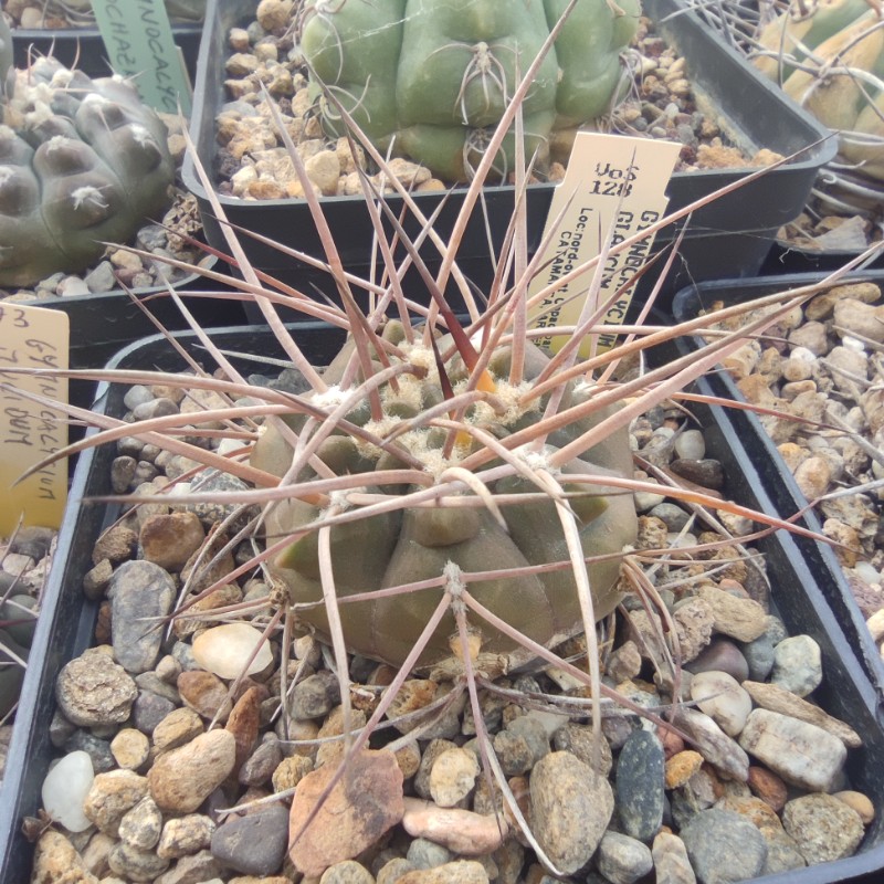 Gymnocalycium glaucum VOS 128