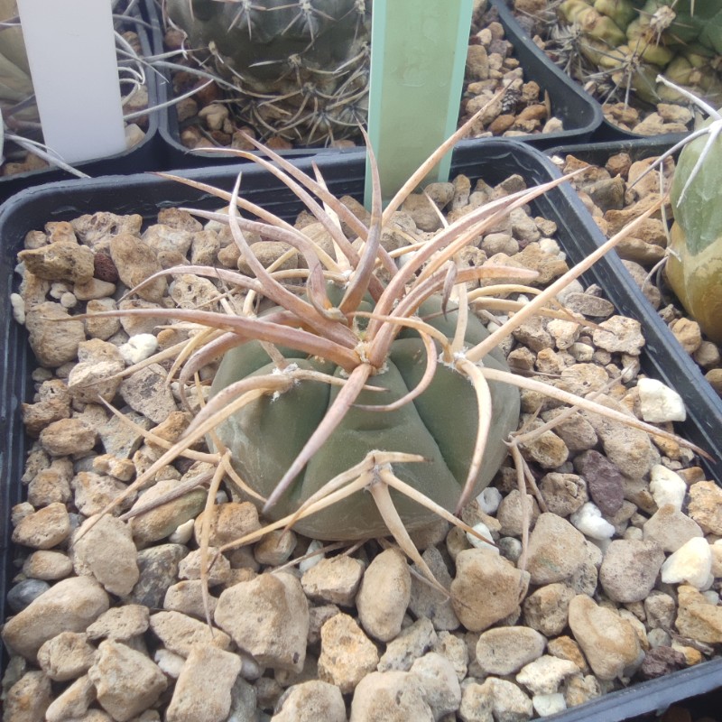 Gymnocalycium cardenasianum 