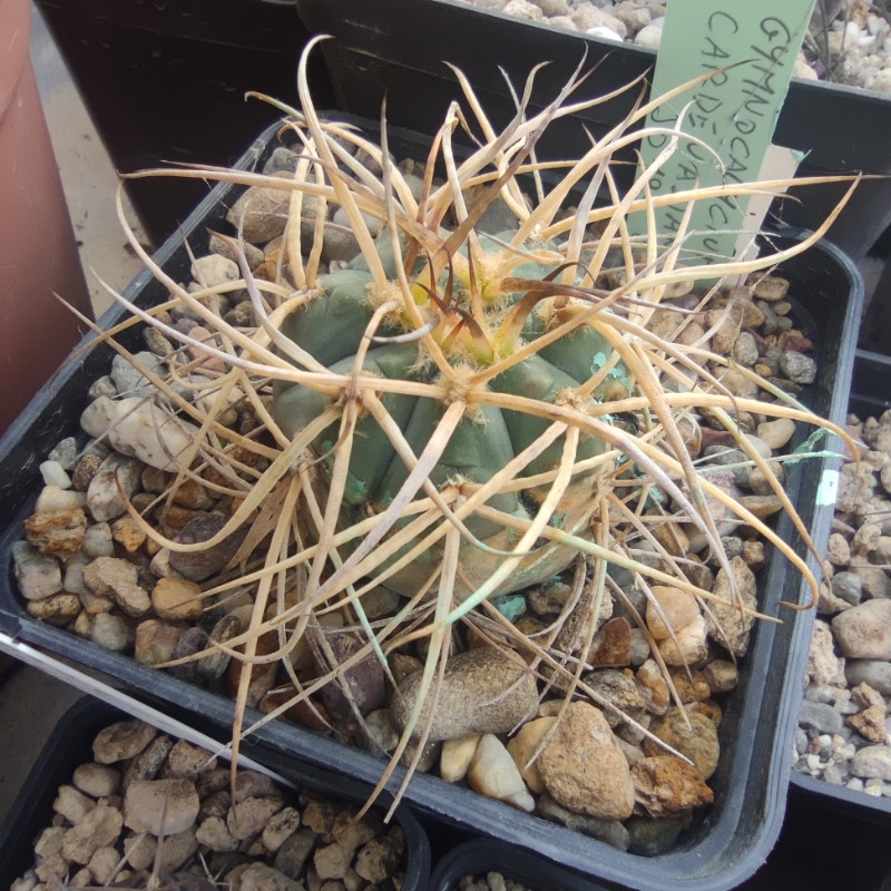 Gymnocalycium cardenasianum 