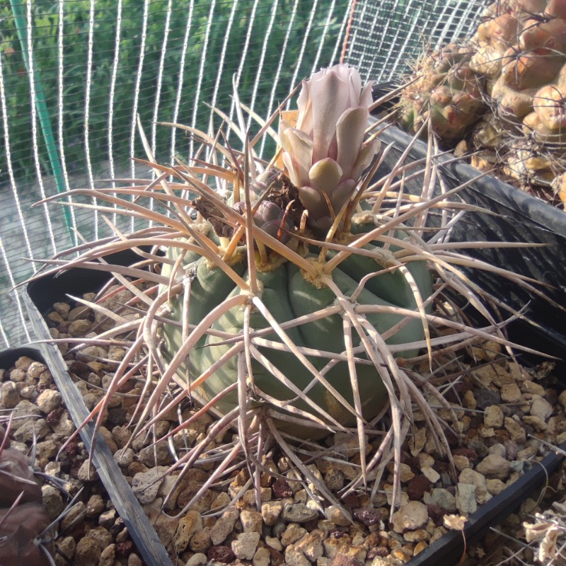 gymnocalycium intertextum