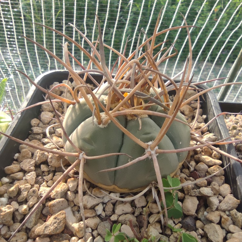gymnocalycium cardenasianum