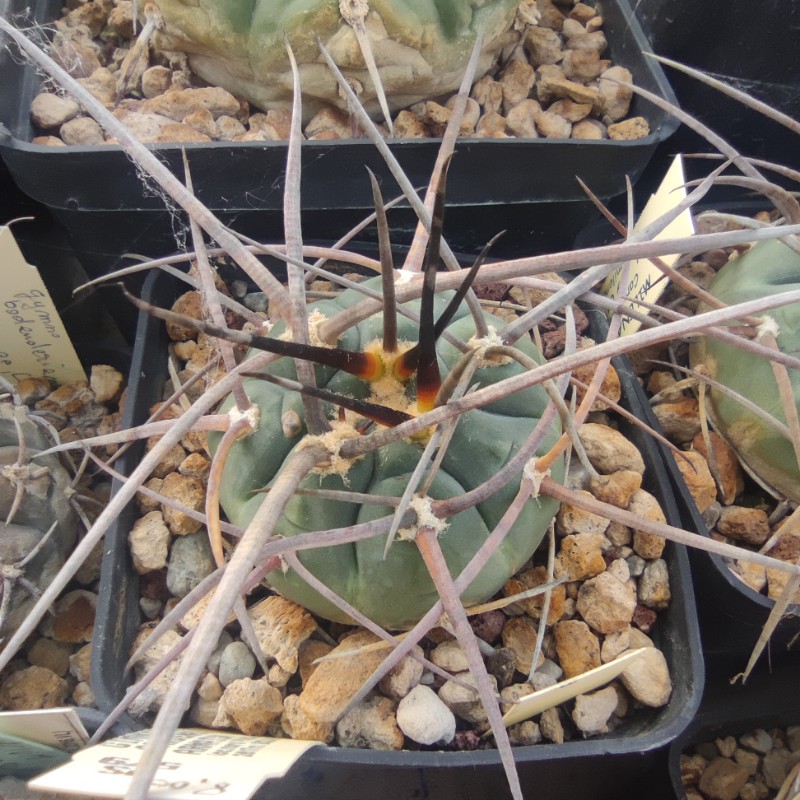 gymnocalycium cardenasianum f. armatum