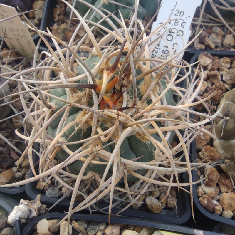Gymnocalycium cardenasianum JO 193