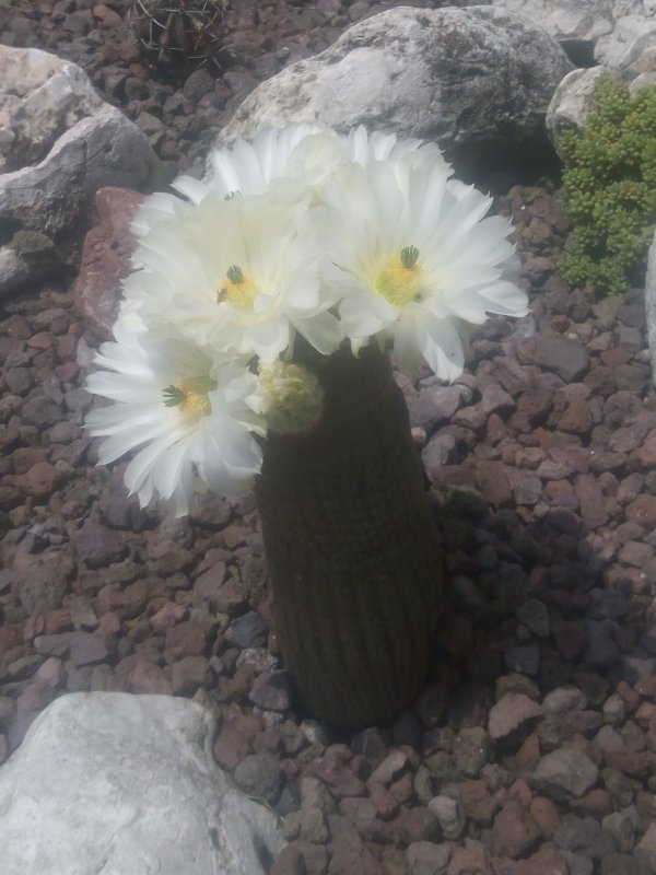 Echinocereus rigidissimus 