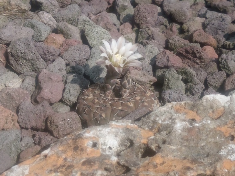 Gymnocalycium stellatum 