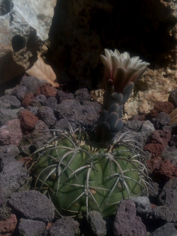 Gymnocalycium spegazzinii 