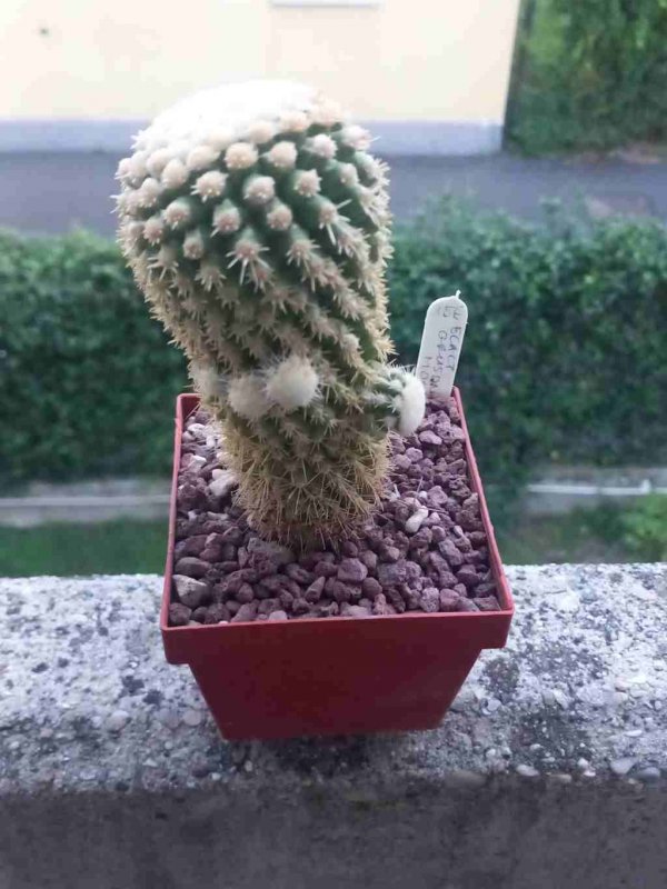 Echinocactus grusonii f. monstruosus 
