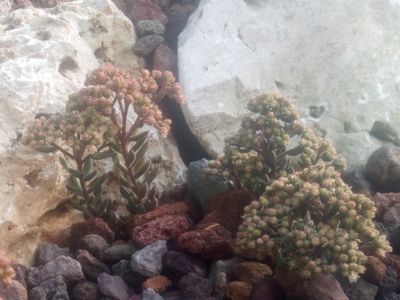 sinocrassula yunnanensis