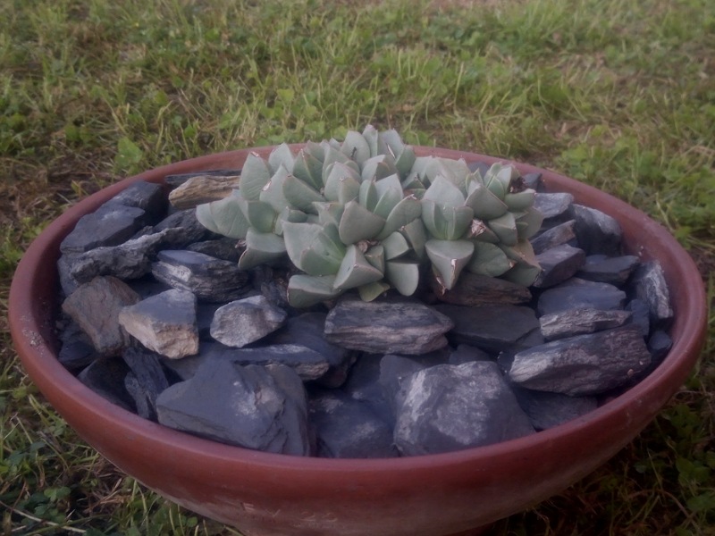 Machairophyllum brevifolium 