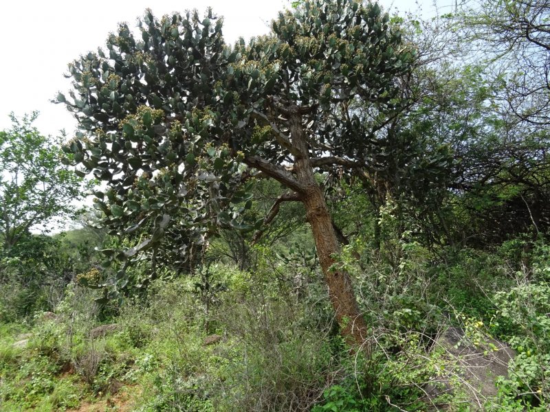 euphorbia vajravelui