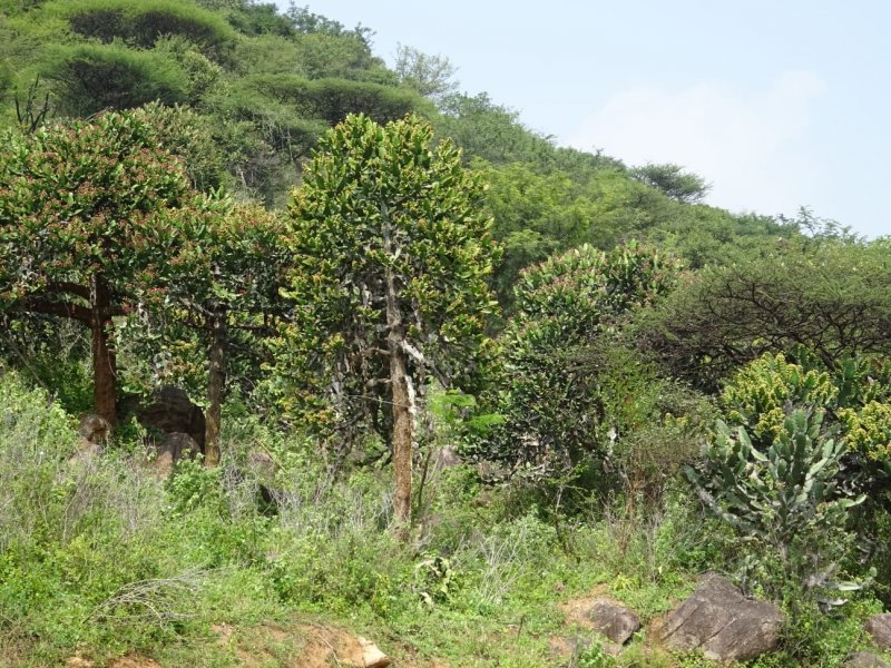 Euphorbia vajravelui 