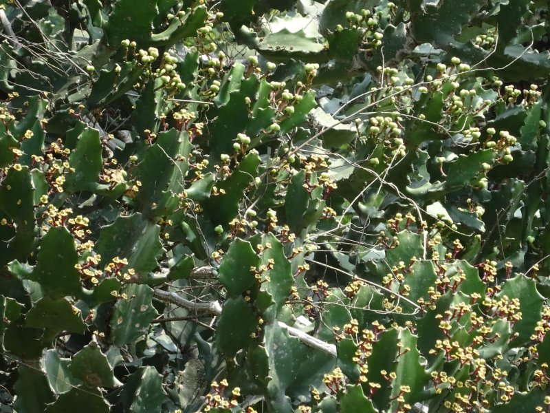 Euphorbia vajravelui 