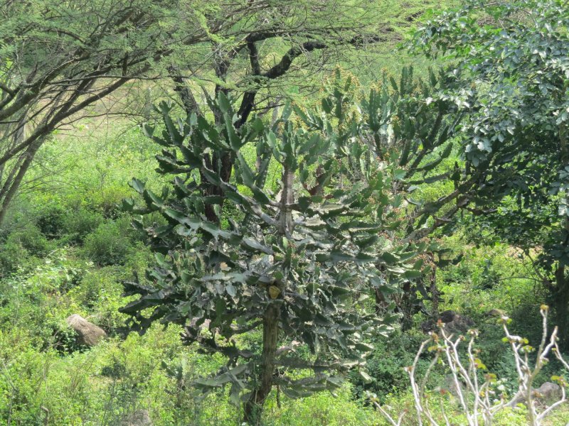 Euphorbia vajravelui 
