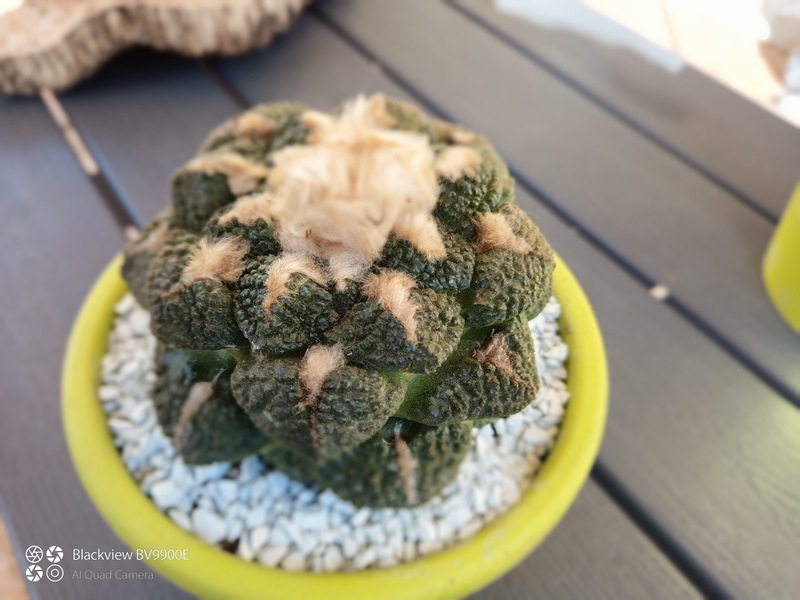 Ariocarpus fissuratus v. lloydii 