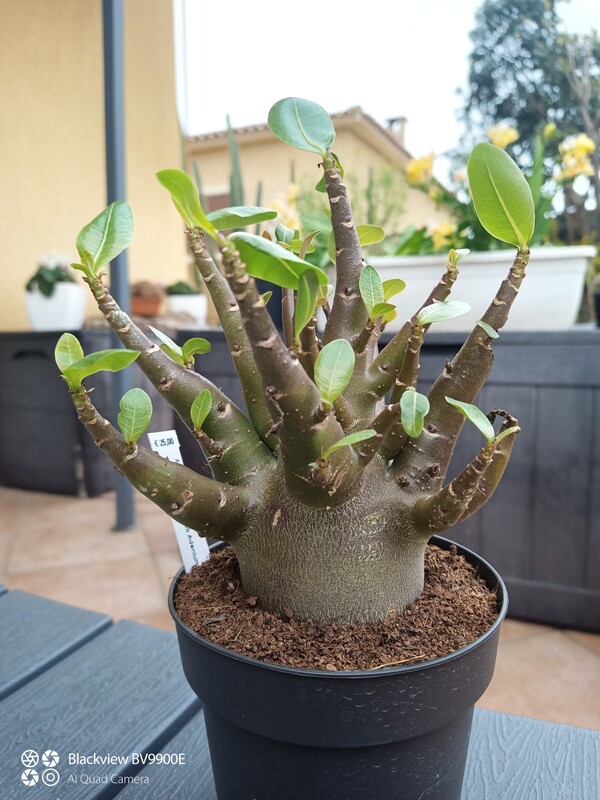 Adenium arabicum 