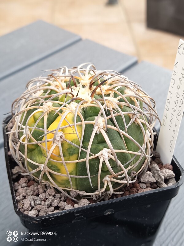 gymnocalycium spegazzinii f.variegato
