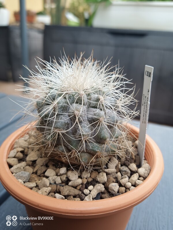 Copiapoa krainziana 