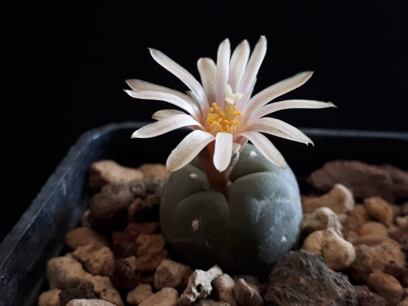 lophophora alberto-vojtechii