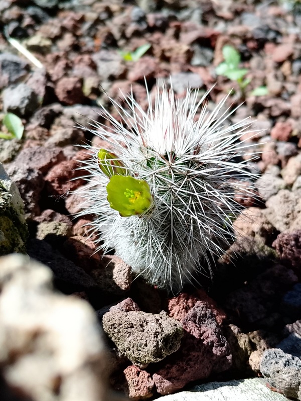 Echinocereus viridiflorus v. canus 