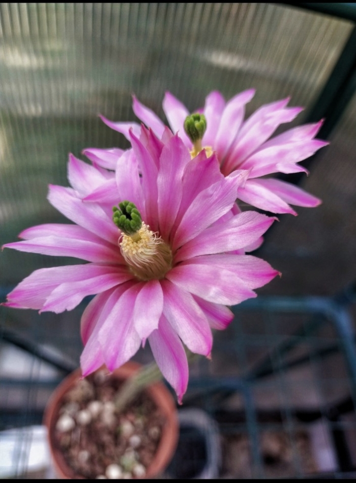 Wilcoxia poselgeri 