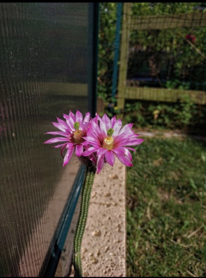Wilcoxia poselgeri 