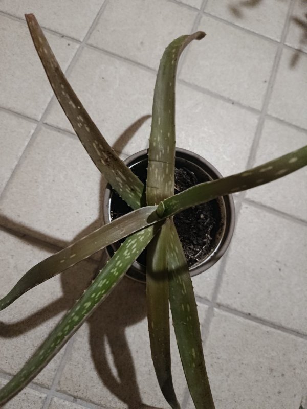 Aloe  