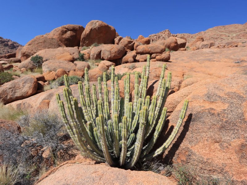 Euphorbia avasmontana 