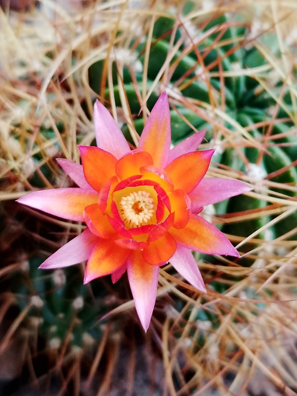 Lobivia maximiliana 