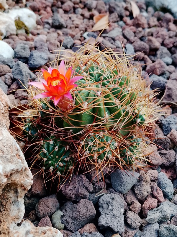 Lobivia maximiliana 