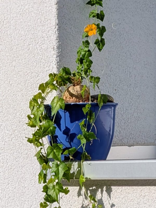 Momordica boivinii 