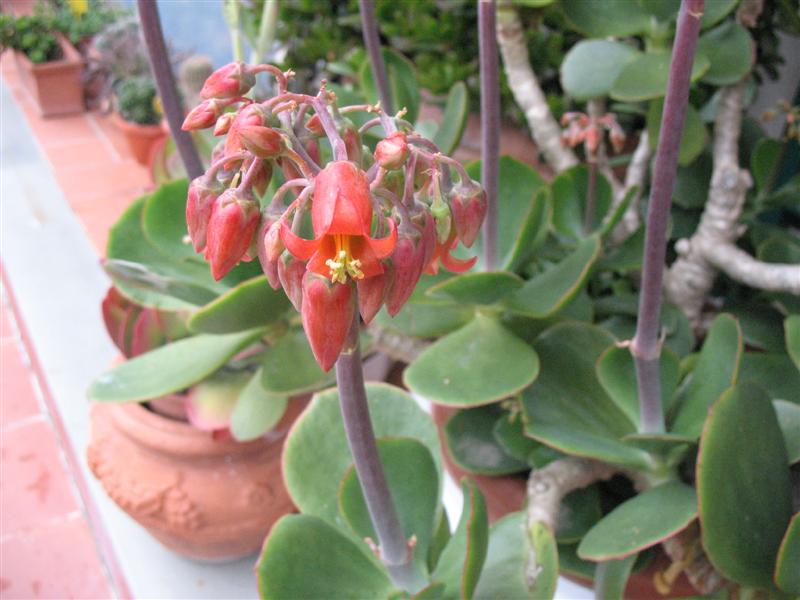 cotyledon orbiculata