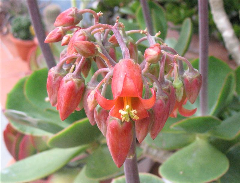 Cotyledon orbiculata 